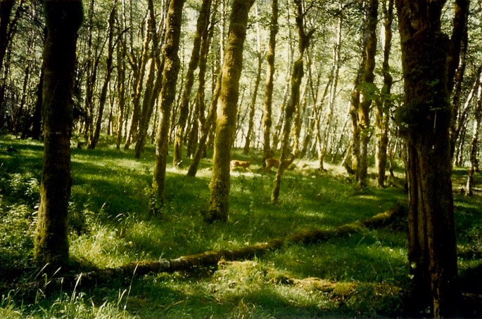 1993_Elwha_5