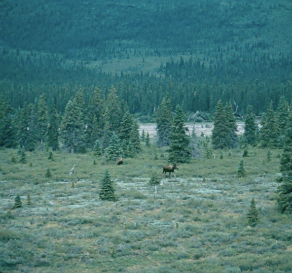 AlaskaD02