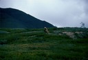 AlaskaF