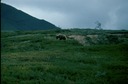 AlaskaG
