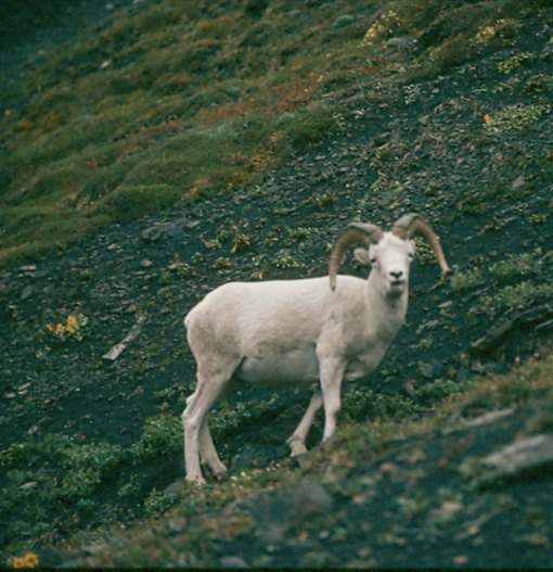 AlaskaT01