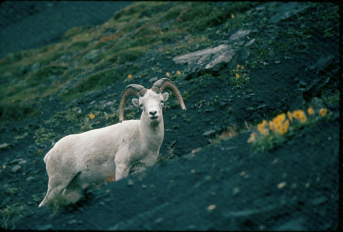 AlaskaT02