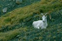 AlaskaX02