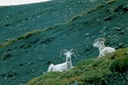 AlaskaY02