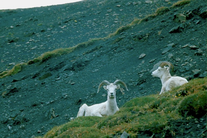 AlaskaY02