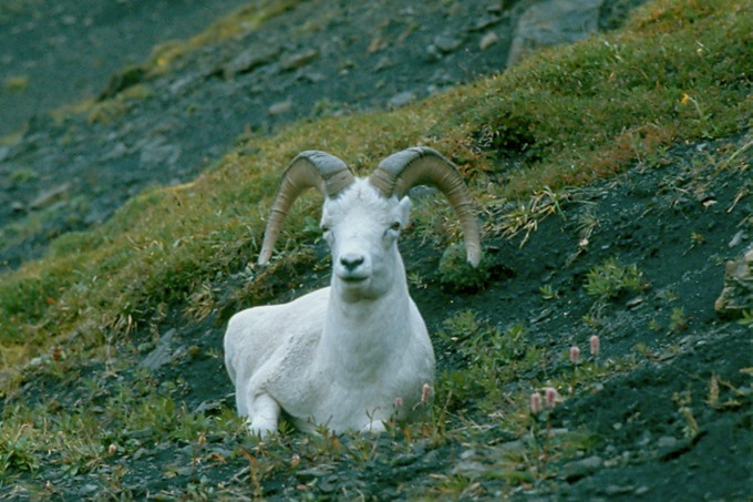 AlaskaZ02