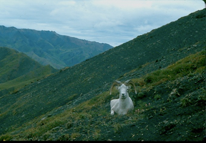 AlaskaZa01