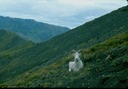 AlaskaZa01