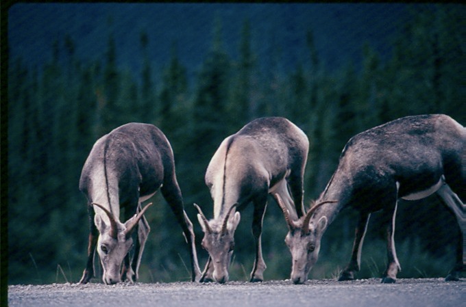 AlCanHwy_BC_N02