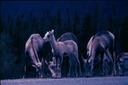 AlCanHwy_BC_O01