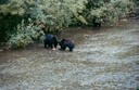 BearsA01