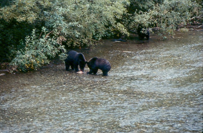 BearsA01
