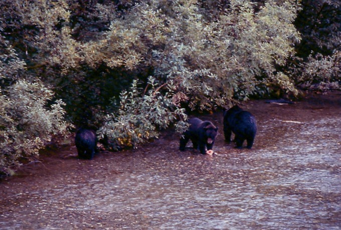 BearsA03