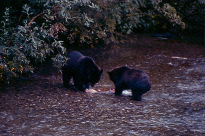 BearsA