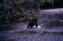 BearsB01