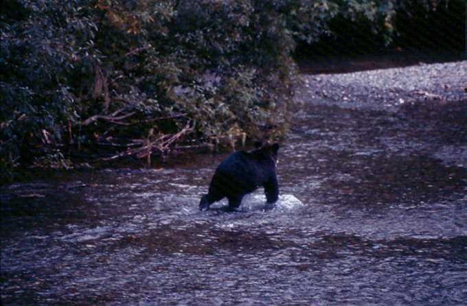 BearsB01