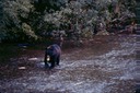 BearsB