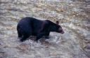 BearsC01