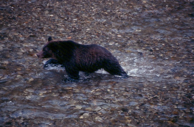 BearsD01