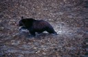 BearsD01