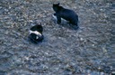 BearsD03