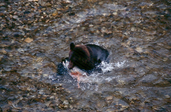 BearsE03
