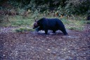 BearsG