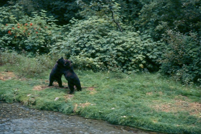 BearsI01