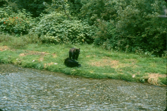 BearsK02