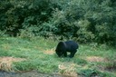 BearsK03