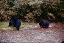 BearsK