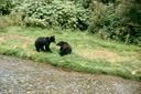 BearsL01