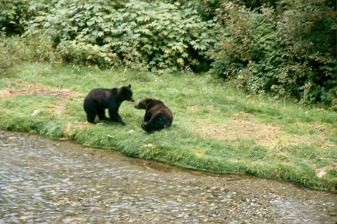 BearsL01