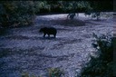 BearsL