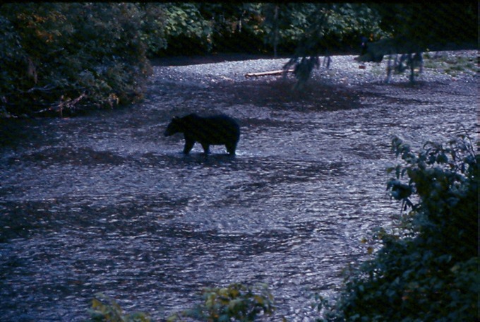 BearsL