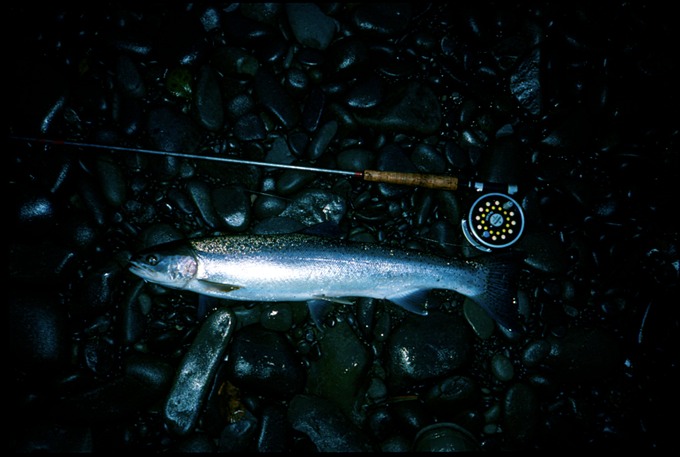 BogyFishSSH27