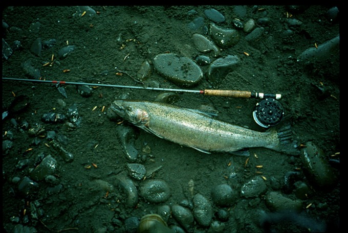 BogyFishSSH5