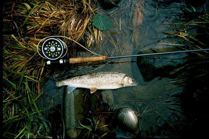 CalawahFishSWF1
