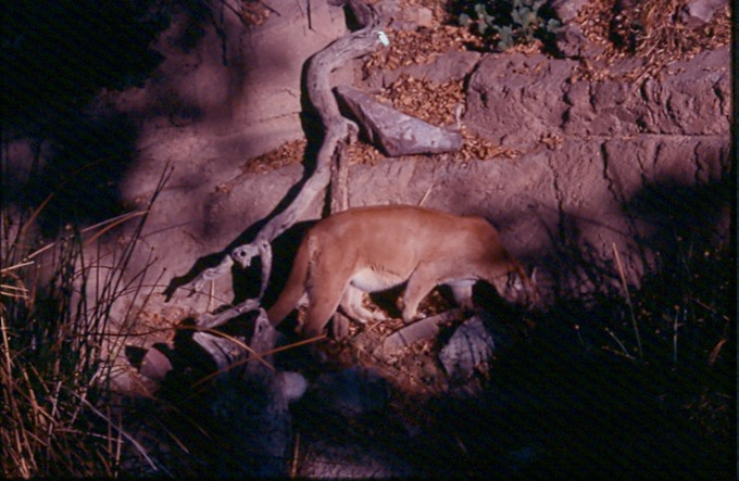 CougarA01