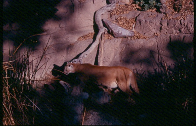 CougarB