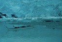 GlacierBayG02