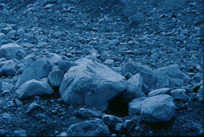 GlacierBayG03