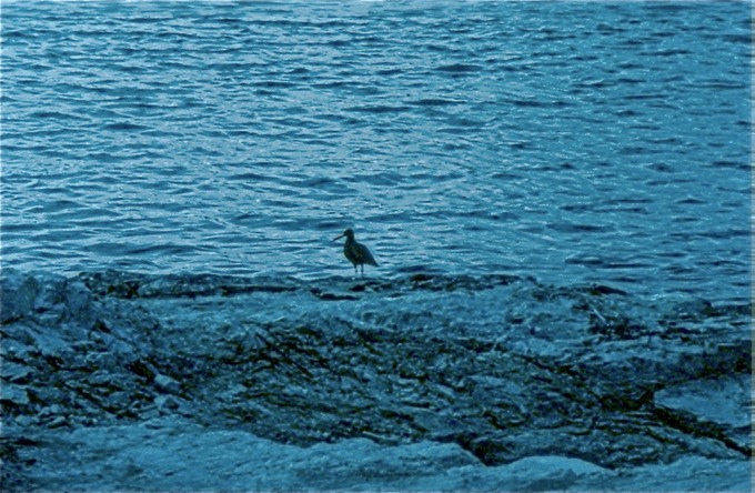 GlacierBayX03
