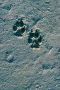 GlacierBayY03