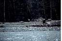 HohElkB6
