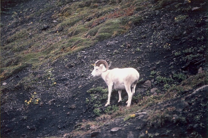 picAlaskaN