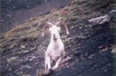 picAlaskaR