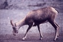 picAlCanHwy_BC_F
