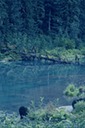 picBearsC103