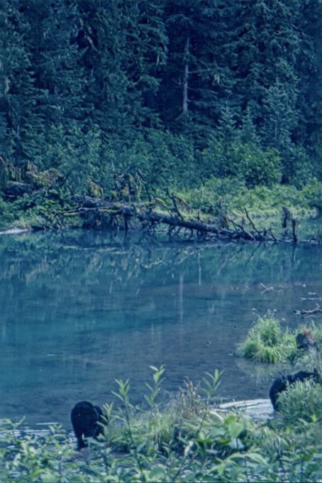 picBearsC103